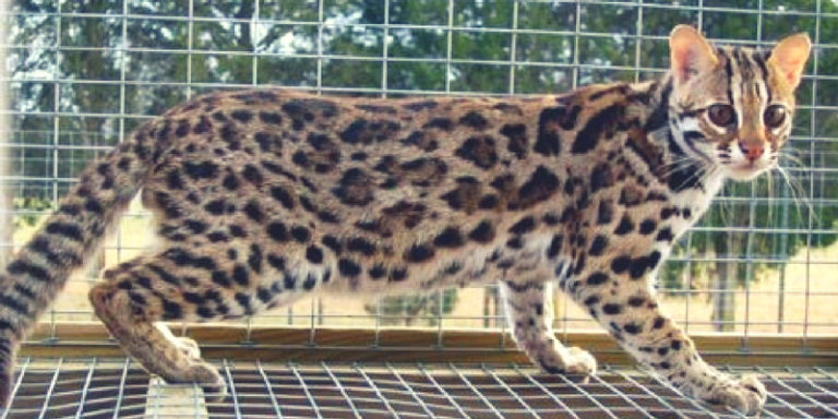 Asian cat leopard sale