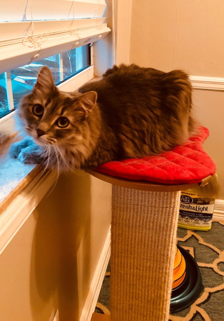 SmartCat Ultimate Scratching Post Review - Kitty Loaf