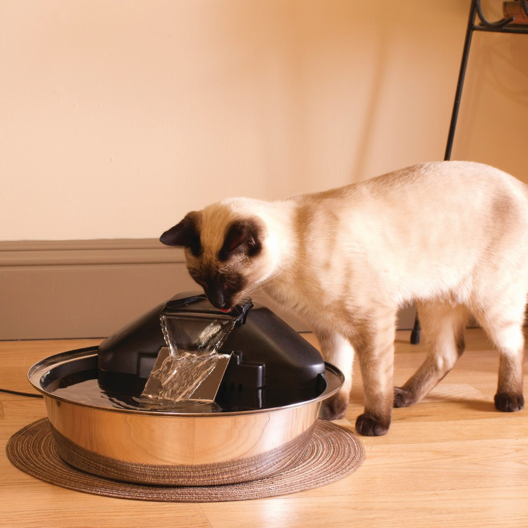 PetSafe Drinkwell Zen Pet Fountain Review - Kitty Loaf