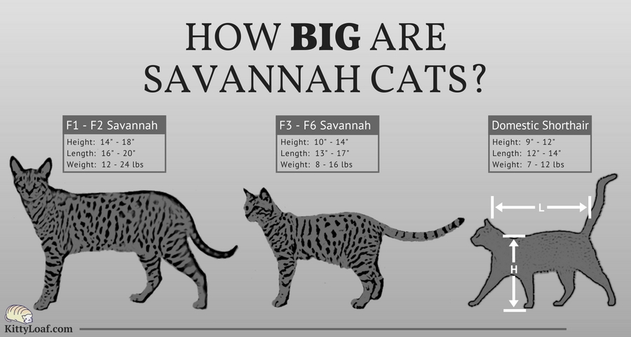 How Big are Savannah Cats? | Kitty Loaf