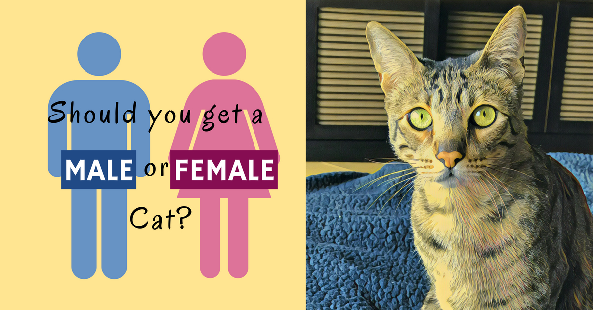 how are male cats different from females