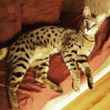 Savannah Cats vs. Bengals – Which Domestic Hybrid Cat is Right for You ...